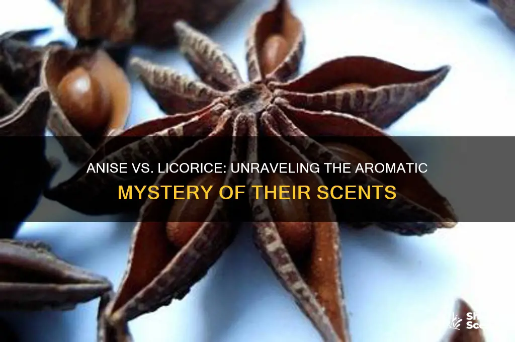does anise smell like licorice scents