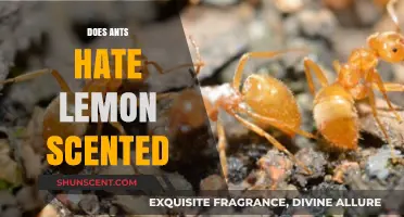 Do Ants Dislike Lemon Scents? Uncovering the Truth Behind the Myth