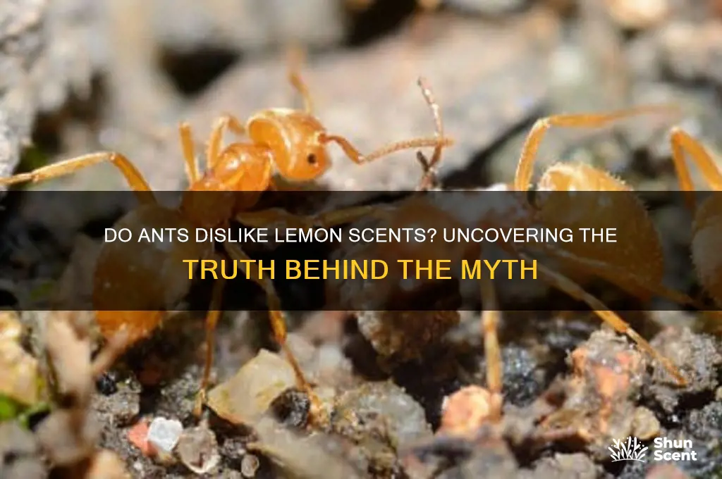 does ants hate lemon scented