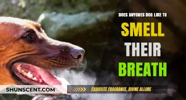 Canine Breath Obsession: Why Dogs Love Sniffing Our Breath