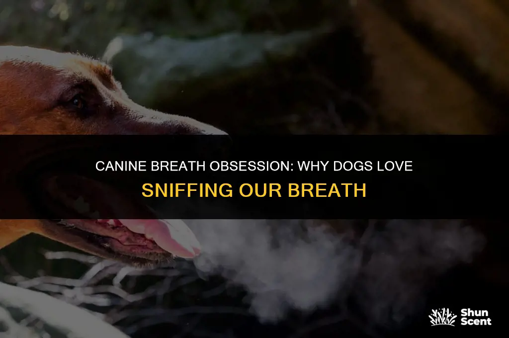 does anyones dog like to smell their breath