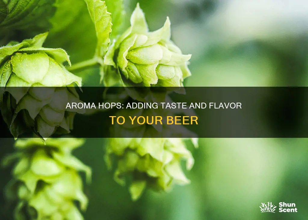 does aroma hops give a taste