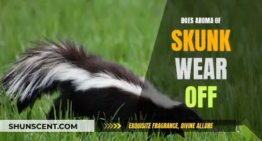 Skunk Odor Removal: Tips to Remove Lingering Skunk Smell