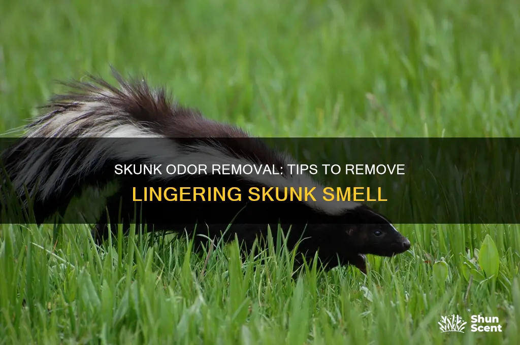 does aroma of skunk wear off