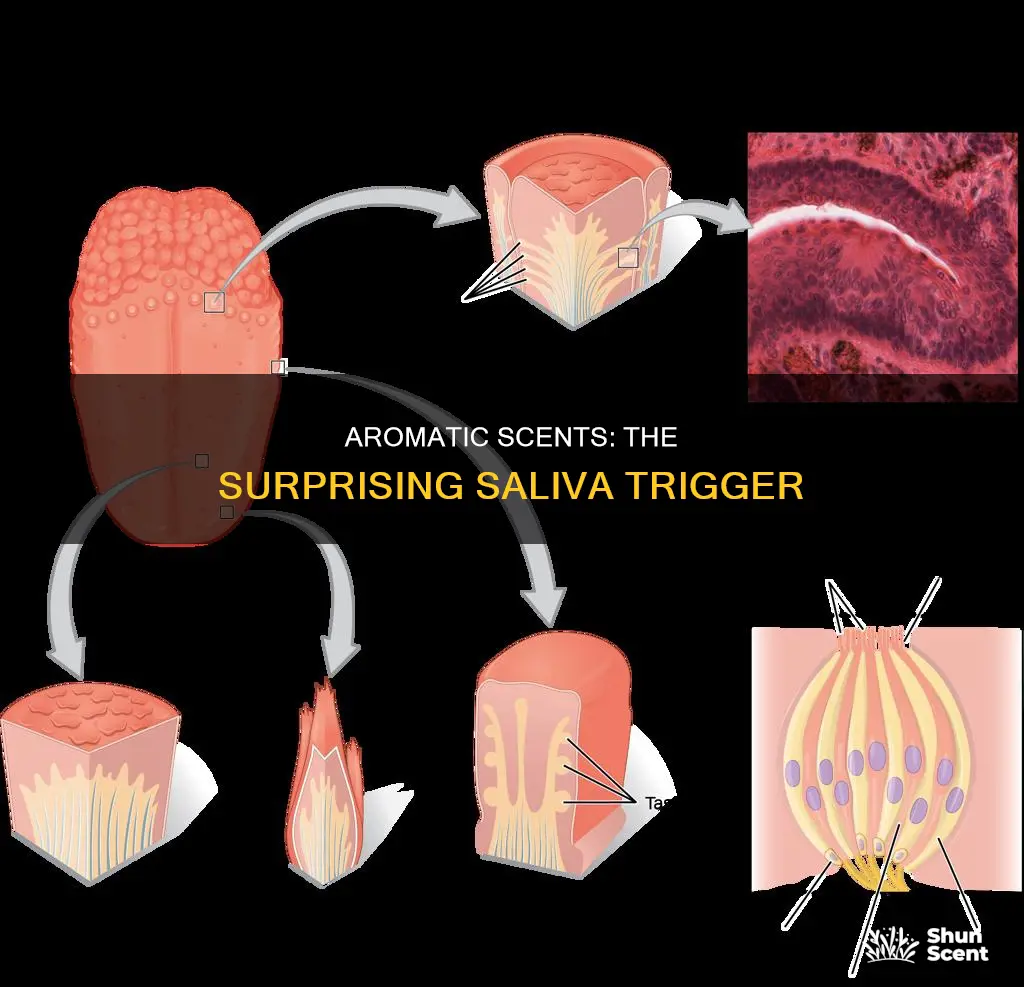 does aroma trigger salavia