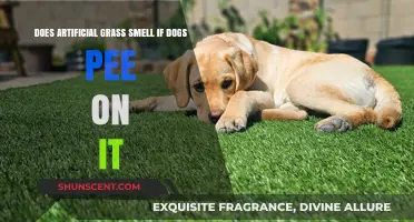 Does Artificial Grass Smell If Dogs Pee on It?