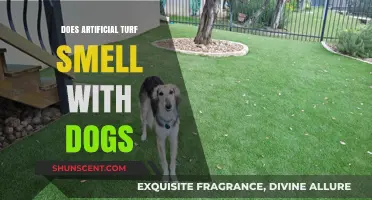 Does Artificial Turf Smell with Dogs: A Comprehensive Guide for Pet Owners