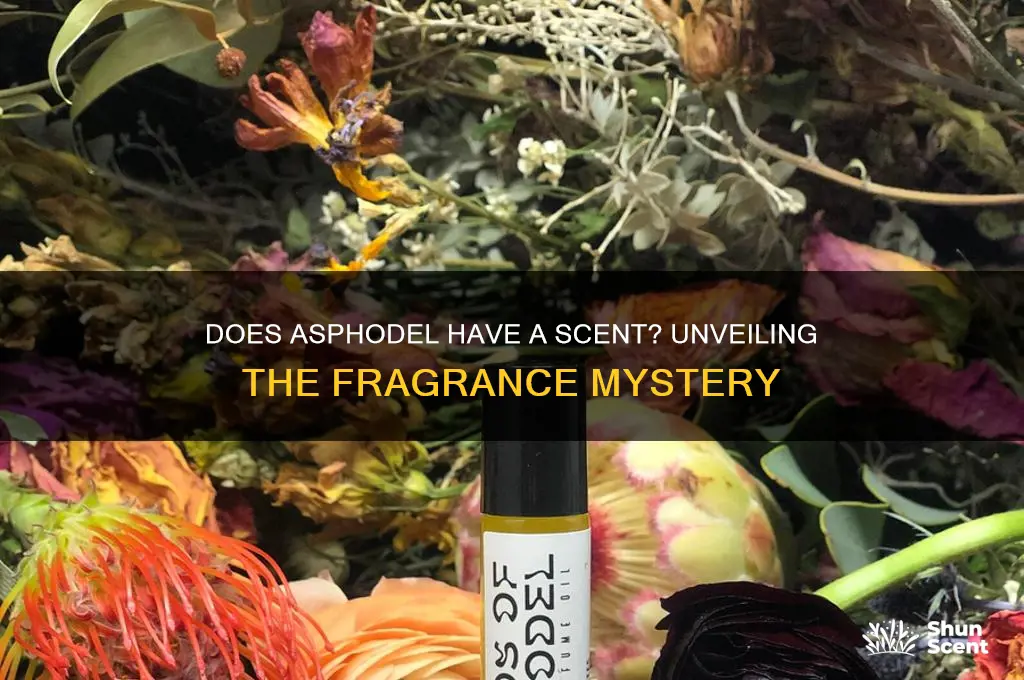 does asphodel have a scent