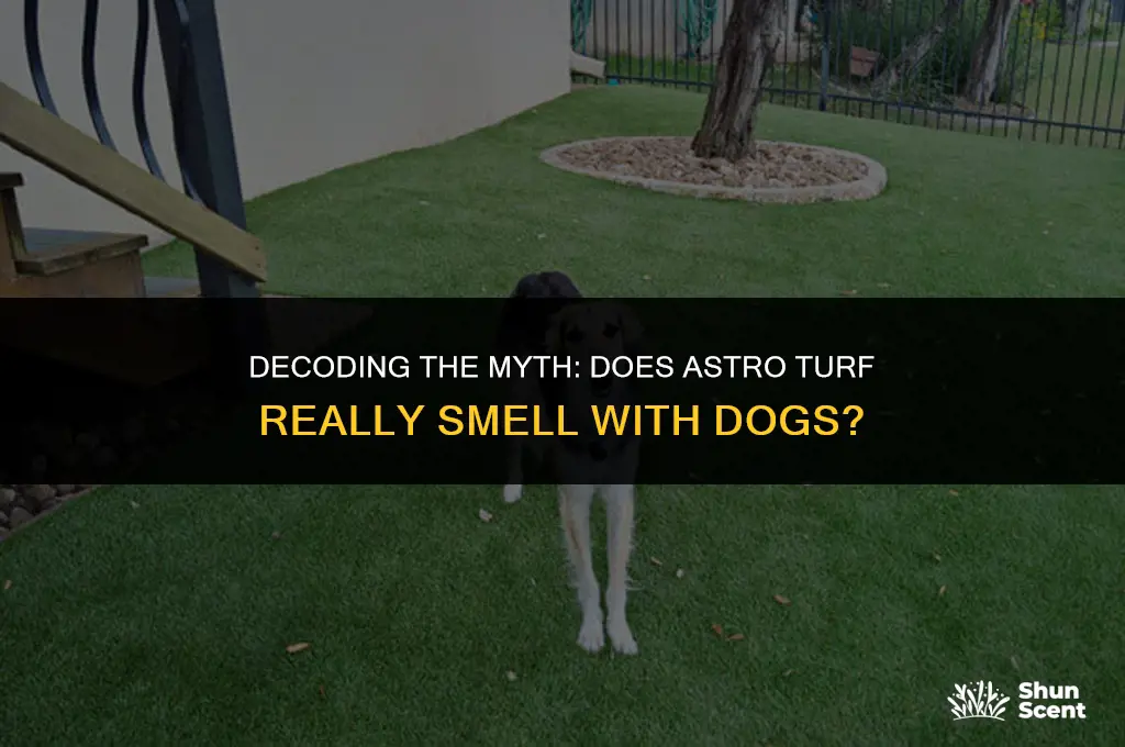 does astro turf smell with dogs