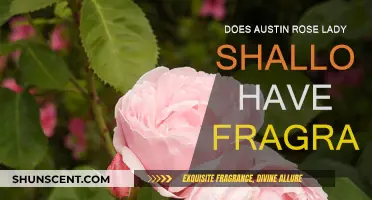 The Fragrance of Austin's 'Lady Shallot' Rose