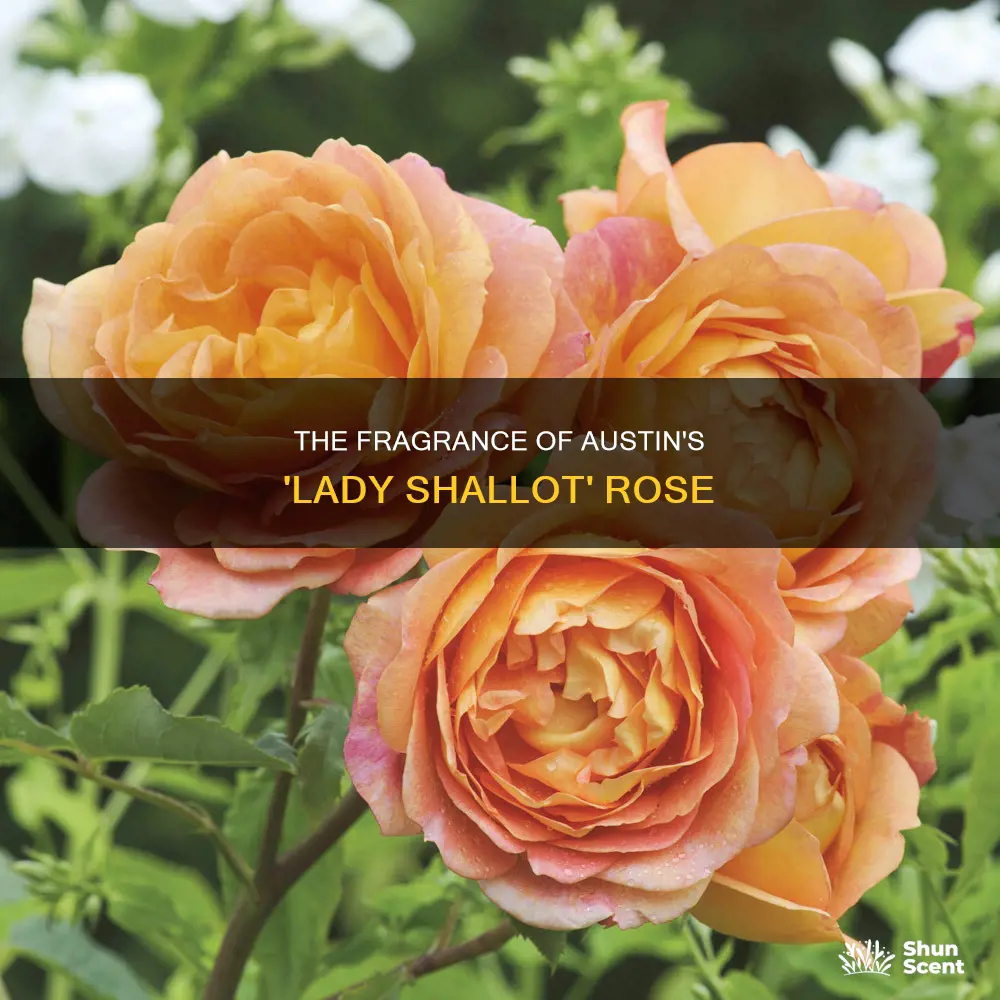 does austin rose lady shallot have fragrance