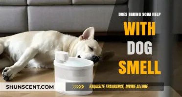 Freshening Up: The Truth About Baking Soda and Dog Odors