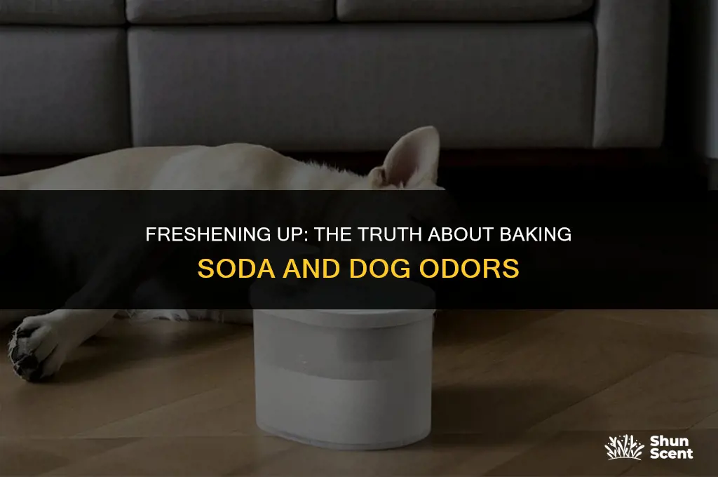 does baking soda help with dog smell
