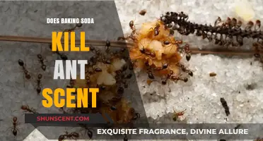 Baking Soda's Power: Eliminating Ant Trails and Their Scent