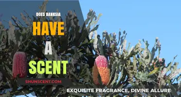 Exploring the Fragrant Mystery: Does Banksia Emit a Scent?