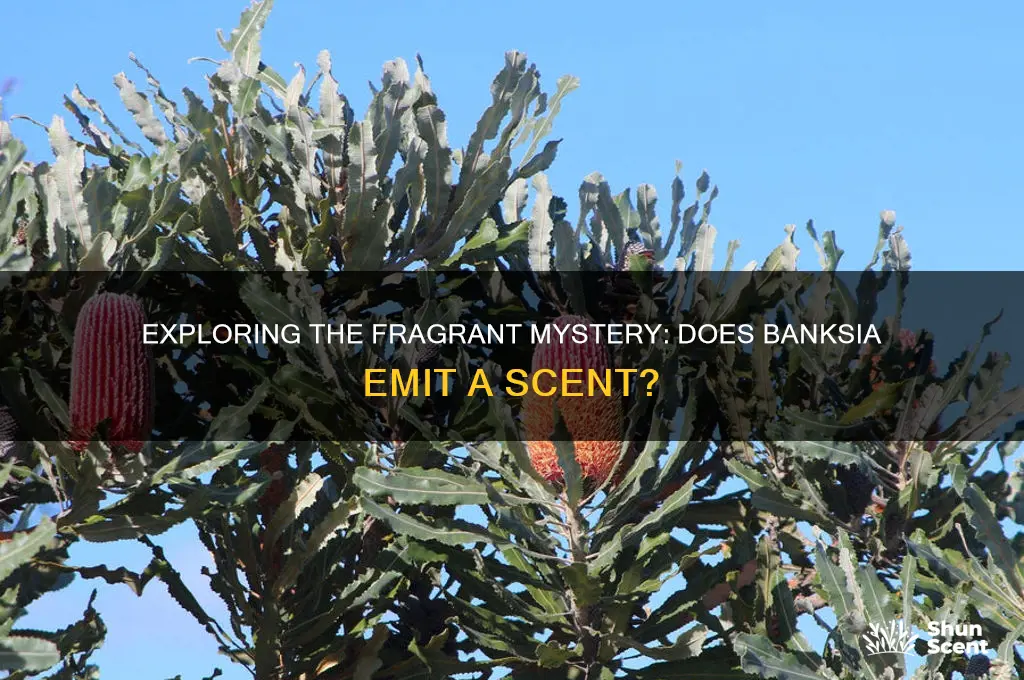 does banksia have a scent