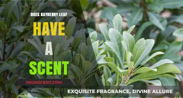 Exploring the Aromatic Qualities of Bayberry Leaf: Does It Smell?