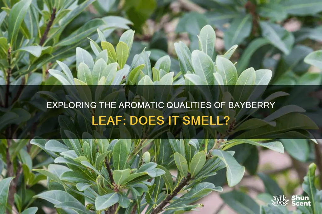 does bayberry leaf have a scent