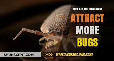 Can Bed Bug Odor Scent Attract More Bugs to Your Home?