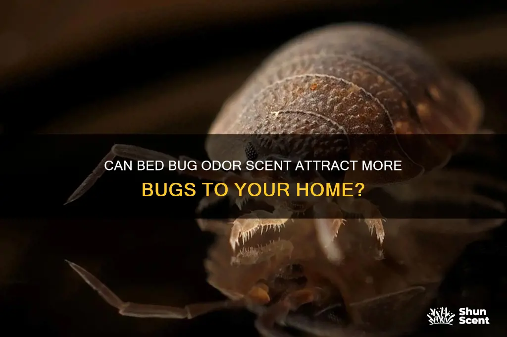 does bed bug odor scent attract more bugs