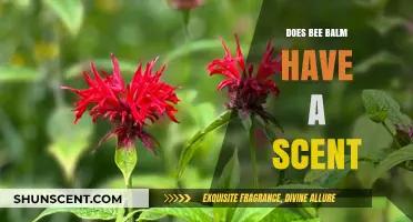 Does Bee Balm Smell? Unveiling Its Aromatic Secrets and Uses