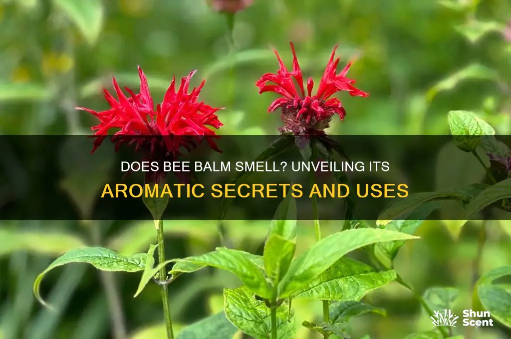 does bee balm have a scent