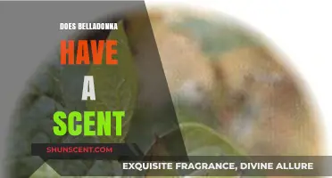 Does Belladonna Have a Scent? Unveiling the Truth About This Toxic Beauty