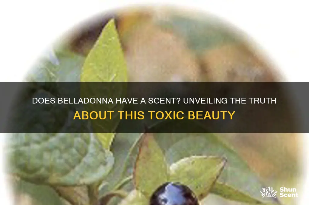 does belladonna have a scent