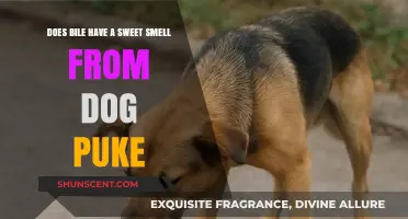 Exploring the Unpleasant Odor of Canine Vomiting: Bile's Role Revealed