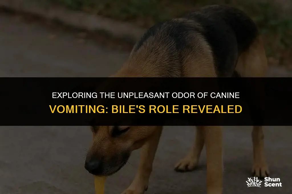 does bile have a sweet smell from dog puke