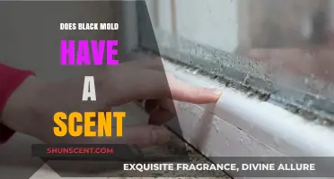 Does Black Mold Smell? Uncovering the Scent of Toxic Mold