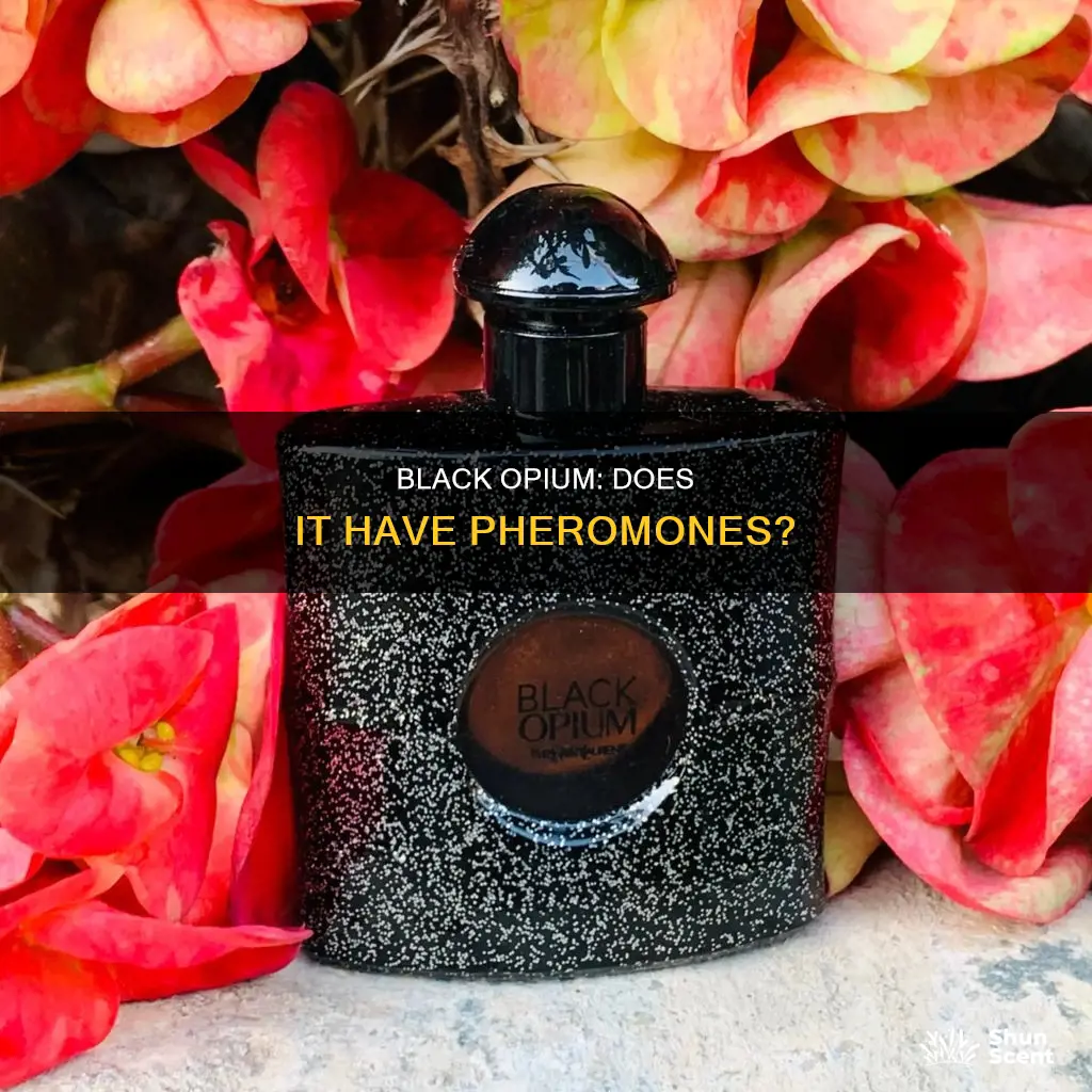 does black opium perfume have pheromones