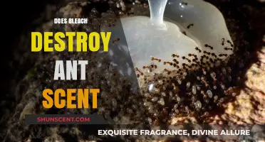 Does Bleach Erase Ant Trails? Uncovering the Truth About Scent Disruption
