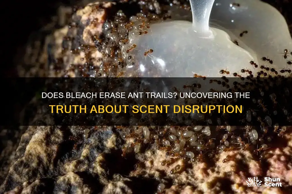 does bleach destroy ant scent