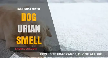Eliminating Dog Urine Odor: Does Bleach Really Work?