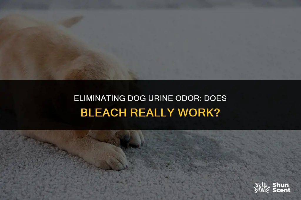 does bleach remove dog urian smell