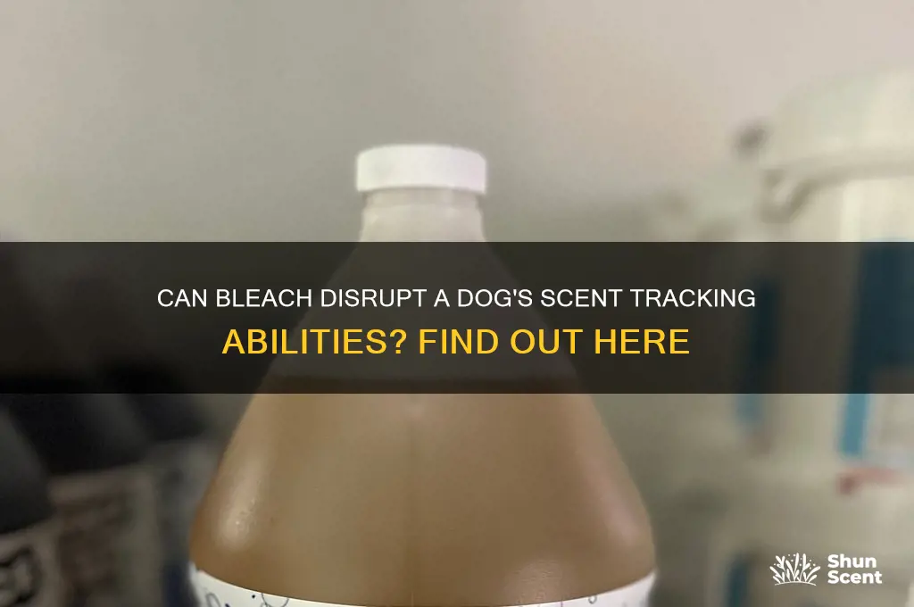 does bleach throw off a dogs scent