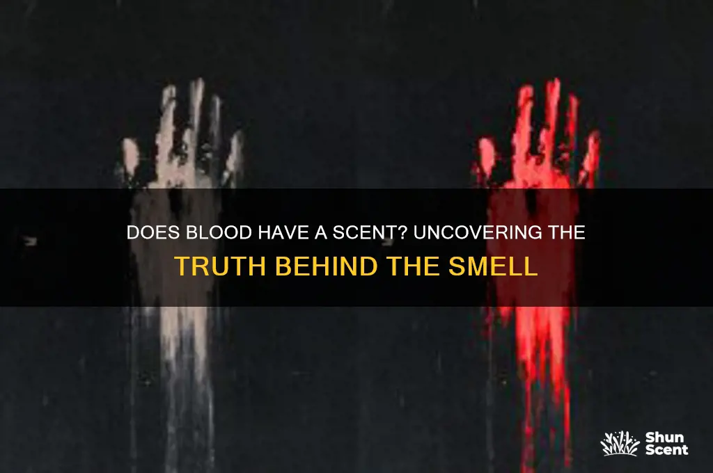 does blood have a scent