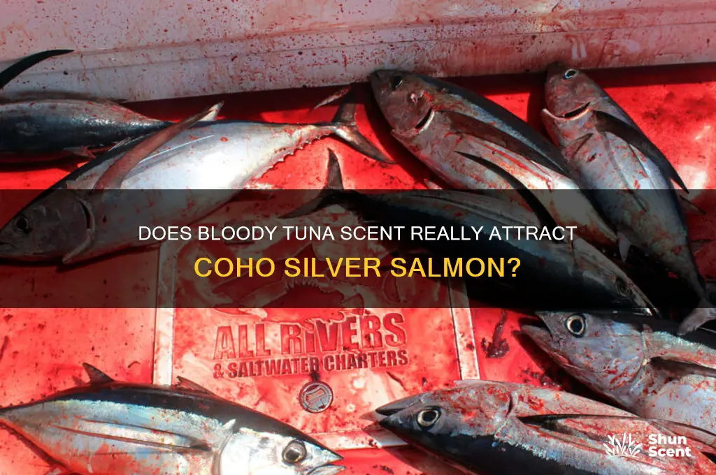 does bloody tuna scent work for coho silver salmon