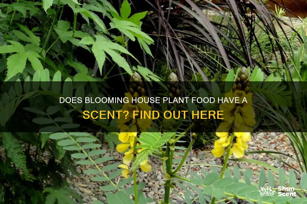 does blooming house plant food have a scent