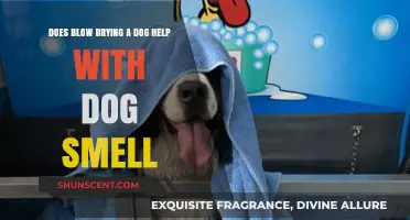 Banishing Doggy Odor: The Surprising Truth About Blow Drying Your Pup