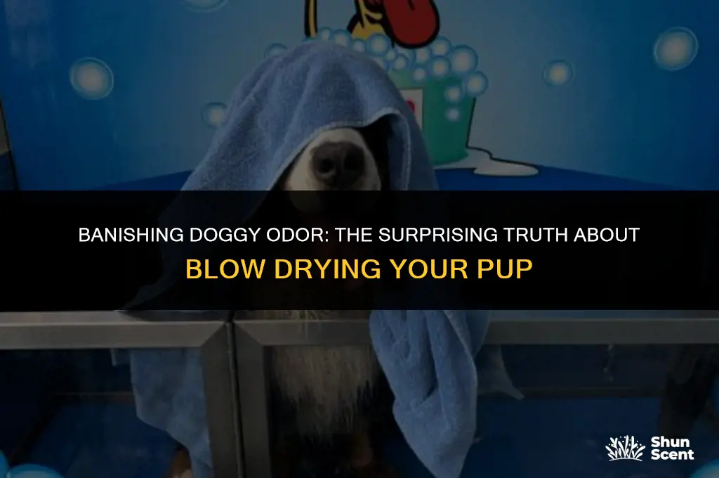 does blow drying a dog help with dog smell