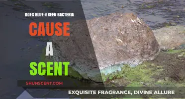 Does Blue-Green Bacteria Emit a Noticeable Scent? Exploring the Facts