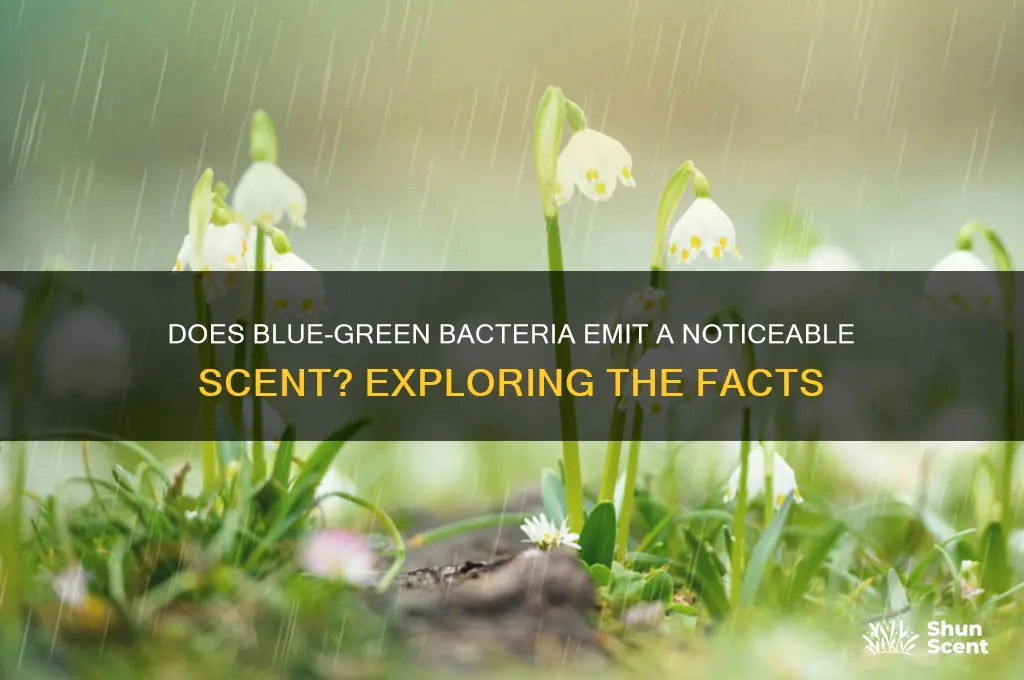 does blue-green bacteria cause a scent