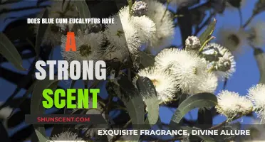 Does Blue Gum Eucalyptus Have a Strong Scent? Exploring Its Aroma