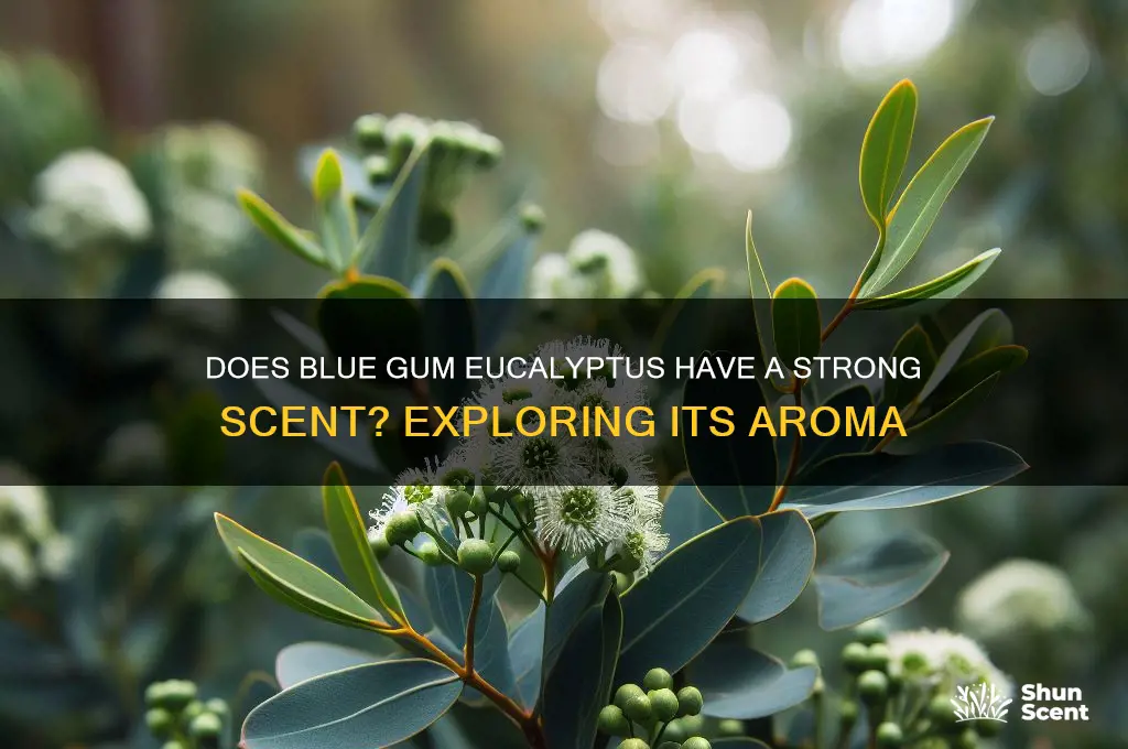 does blue gum eucalyptus have a strong scent