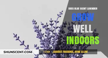 Growing Blue Scent Lavender Indoors: Tips for Success and Care