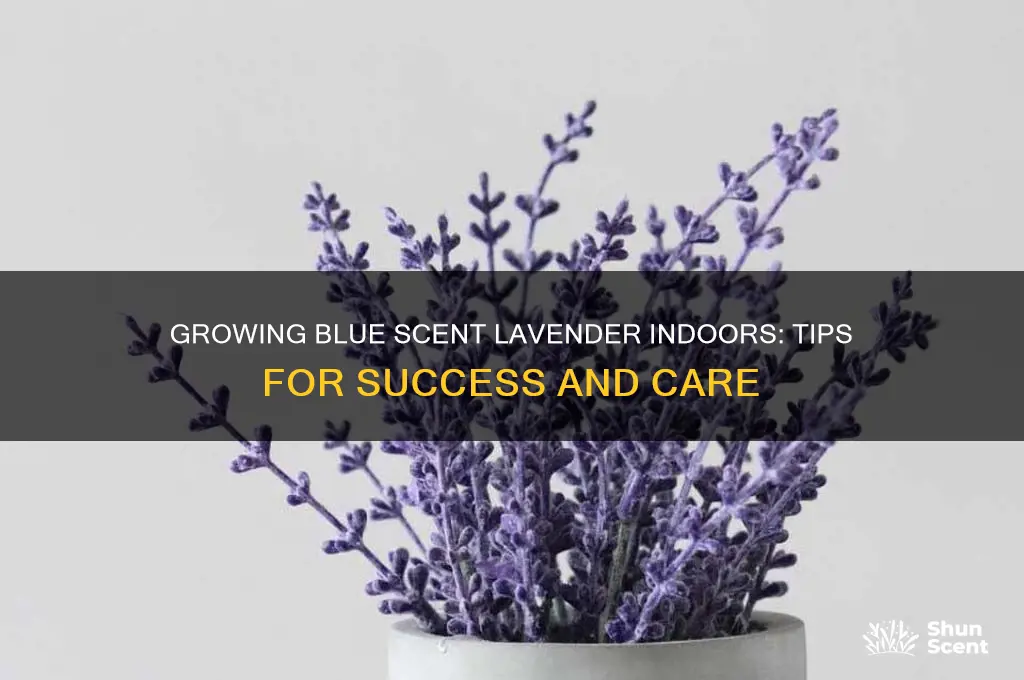 does blue scent lavender grow well indoors