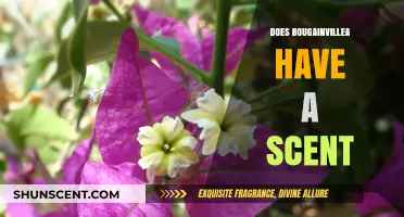 Does Bougainvillea Have a Scent? Unveiling the Truth About Its Fragrance