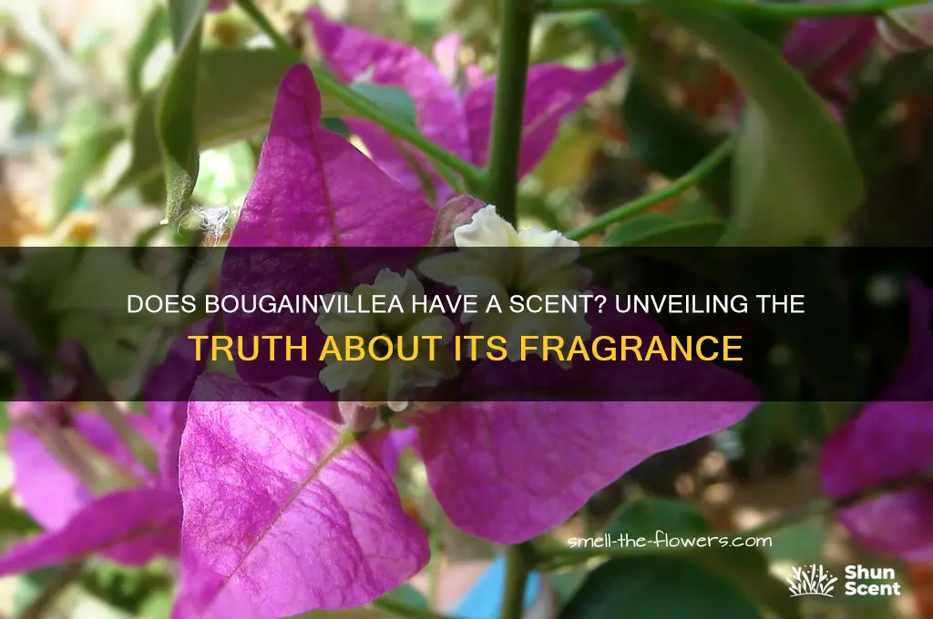 does bougainvillea have a scent